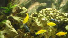 yellows,saulosis