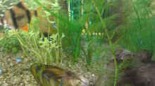 Pflanzen im Aquarium Mein 112 Liter Becken