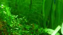 Vesicularia dubyana - Javamoos