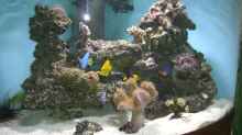 Aquarium Juwel Trigon