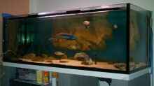 Aquarium Becken 14013