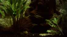 Pflanzen im Aquarium Becken 1404