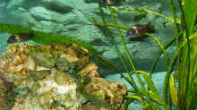 Besatz im Aquarium Becken 1405
