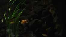 Pflanzen im Aquarium Becken 14058