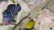 Labidochromis Yellow - hier mit Ps. Demasoni