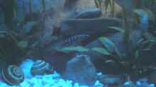 Julidochromis transcriptus Elterntiere (Stand: Sommer 2009)
