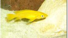 Neolamprologus leleupi - Weibchen