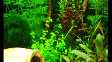 Pflanzen im Aquarium Nano Cube30