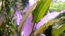 Echinodorus Rosé
