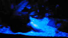 Blue-Star Aquarium Mondlicht