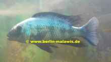 Fossorochromis Rostratus - Bock