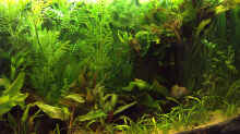 Pflanzen im Aquarium Channa-fever C. pulchra