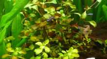 Pflanzen im Aquarium Becken 14476