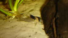 Corydoras melanistius