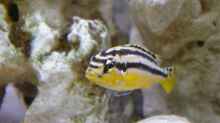 Melanochromis-Arten
