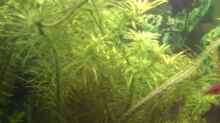 Pflanzen im Aquarium Becken 14680