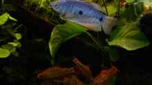 blauer Fadenfisch