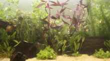 Pflanzen im Aquarium Becken 14698