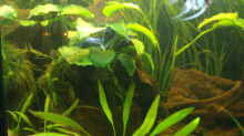 Pflanzen im Aquarium Becken 14713