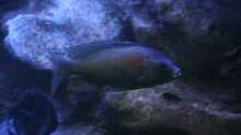 C.borley red fin 