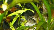 Panzerwels (Corydoras schwartzi )