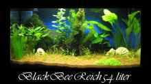 Aquarium Hauptansicht von Black Bee Reich (das Becken meiner Frau !!! )