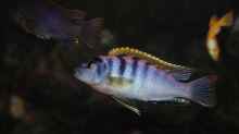 Labidochromis hongi (m)