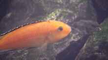 Labidochromis yellow (w)