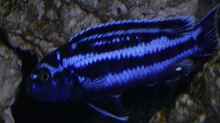 Melanochromis maingano ( Männchen )