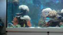 Aquarium Becken 15157