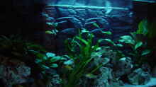 Aquarium Becken 152