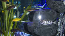Aquarium Malawibecken 300L