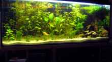 160 Liter Aquarium Typ Amazonas