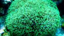 Clavularia viridis 