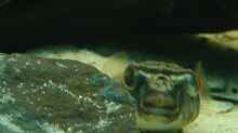 Besatz im Aquarium Nilkugelfisch-Artbecken