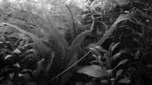 Dschungel - black&white - 03.11.2011