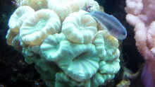 Besatz im Aquarium A Piece of Reef Obsolete