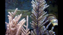 Dekoration im Aquarium A Piece of Reef Obsolete