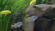 Pseudotropheus acai , yellow fin