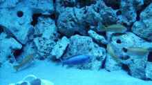 Besatz im Aquarium Malawis im Korallenbecken