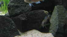 Triglachromis otostigma (scheinbar ein Paar)