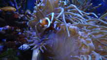 Amphiprion ocellaris - Falscher Clown - Anemonenfisch