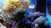 Aquarium Becken 16068
