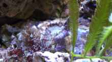 Serpulorbis sp. 01 - Wurmschnecke und eine kleine Kolonie Nausithoe sp. - Kranzqualle