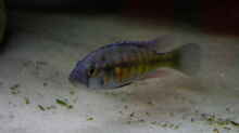 Harpagochromis Maennchen 31.03.2010