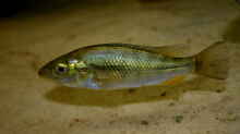 Harpagochromis Weibchen 17.03.10