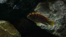 Labidochromis hongi ´red top´