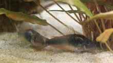 Besatz im Aquarium Artenbecken Corydoras aeneus