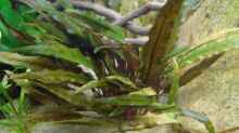 Pflanzen im Aquarium Artenbecken Corydoras aeneus
