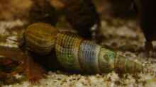 Besatz im Aquarium Procambarus Clarkii (nur noch als Beispiel)
